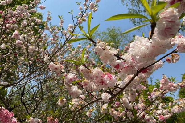 上海南汇桃花村游玩攻略-门票价格-景点信息