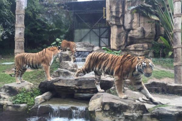 2021深圳野生動物園雙十二特惠門票價格