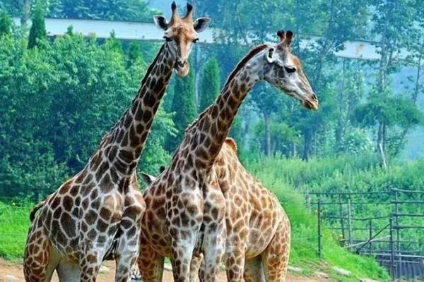 蘭州野生動物園恢復開園時間以及冬季暖心門票持續時間介紹