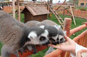 蘭州野生動物園現在開放嗎 門票怎么預約