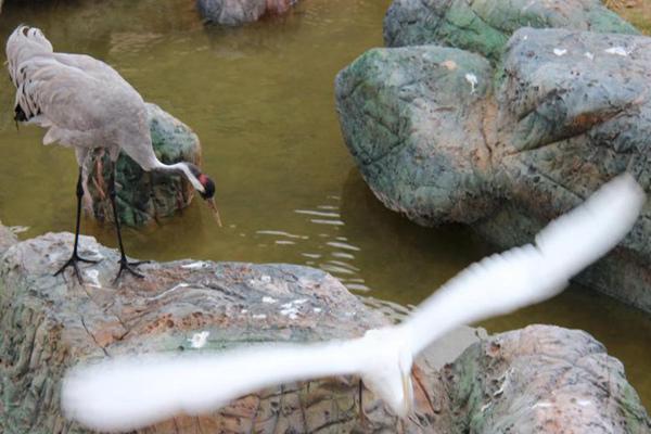 蘭州野生動物園現在開放嗎(附營業時間)