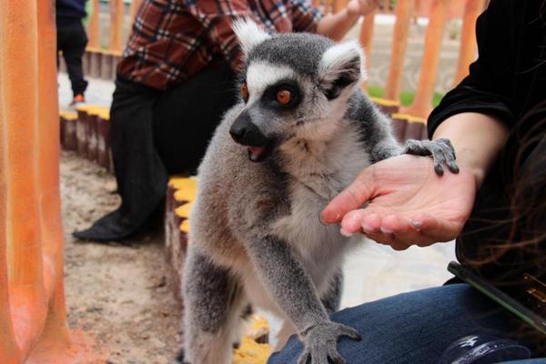 蘭州野生動物園現在開放嗎(附營業時間)