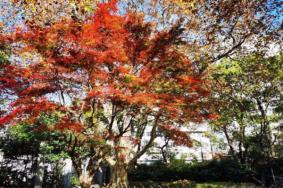 青岛中山公园枫叶红了吗2021 青岛中山公园秋天有什么花