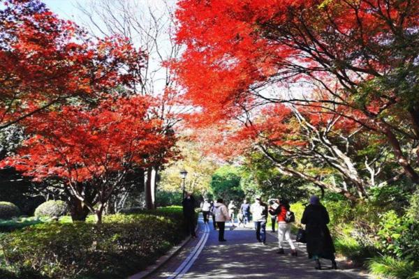 青岛中山公园枫叶红了吗2021 青岛中山公园秋天有什么花