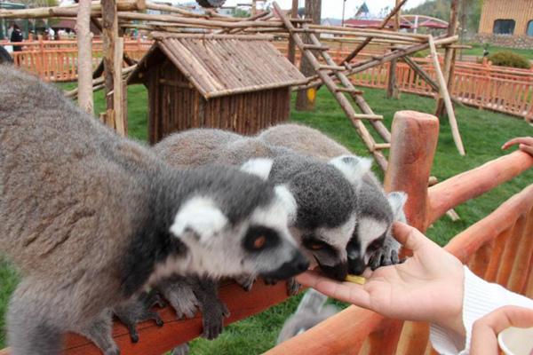 武漢森林野生動物園怎么去 門票怎么預(yù)約