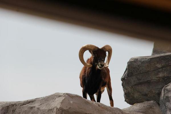 武漢森林野生動物園怎么去 門票怎么預(yù)約