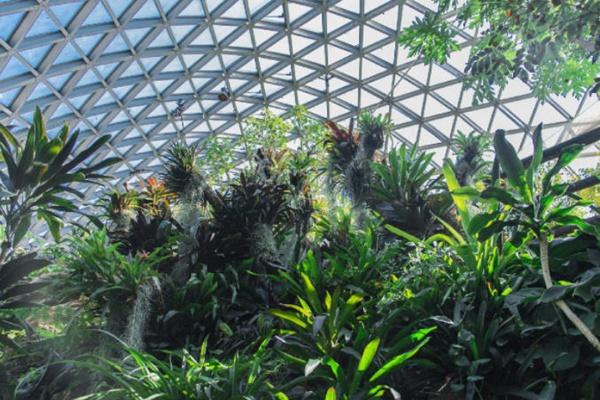 天津熱帶植物觀光園門票價格及游玩攻略