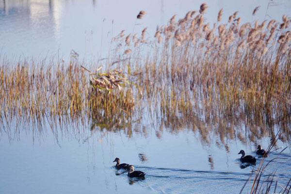 鄱阳湖国家湿地公园门票多少钱及游玩攻略