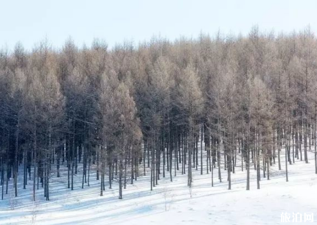 冬天看雪去哪里比较好 冬季赏雪胜地