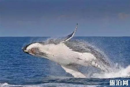 2021墨尔本冬季观鲸最佳区域在哪
