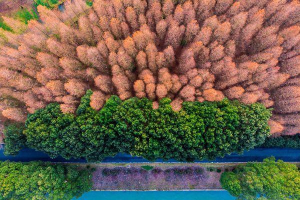 2021上海青西郊野水上森林公园临时闭园