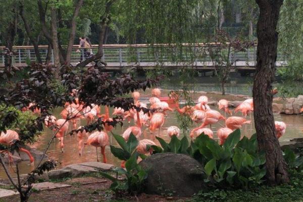 武汉动物园闭园改造时间
2021武汉动物园最新消息