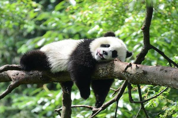 武汉动物园闭园改造时间
2021武汉动物园最新消息