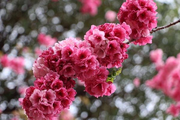 夏季昆明赏花的天面保举