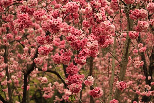 冬季昆明赏花的地点推荐