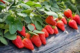 北京密云哪里有采摘草莓的地方 北京密云草莓采摘园推荐