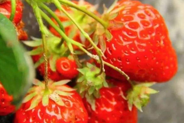 北京密云哪里有采摘草莓的地方 北京密云草莓采摘园推荐