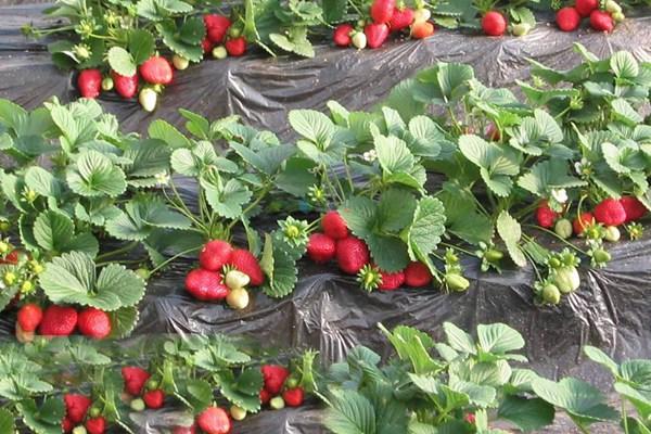 重庆冬季摘草莓的地方推荐 这8个周边草莓基地值得一去