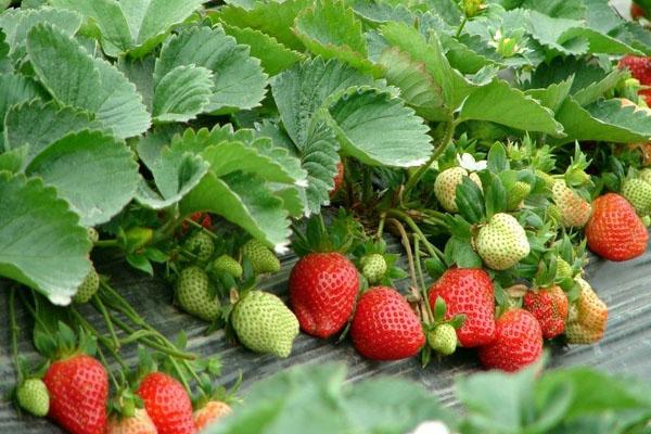 2022武汉哪里有采摘草莓的地方 武汉有草莓园吗