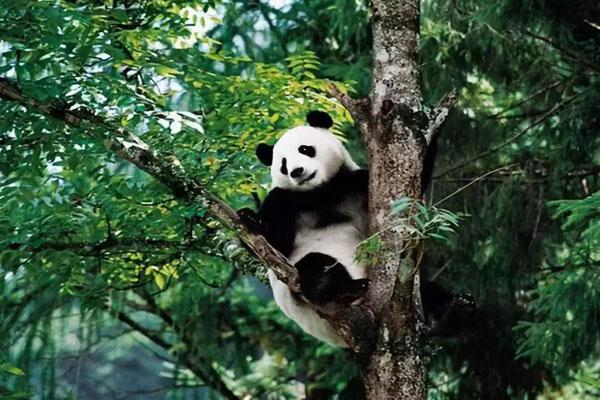 成都熊猫基地免费开放日2021年12月25日-预约流程