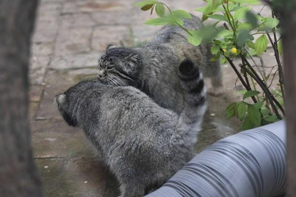 中國最窮的動物園是哪家?雖被譽為最窮卻最值得去