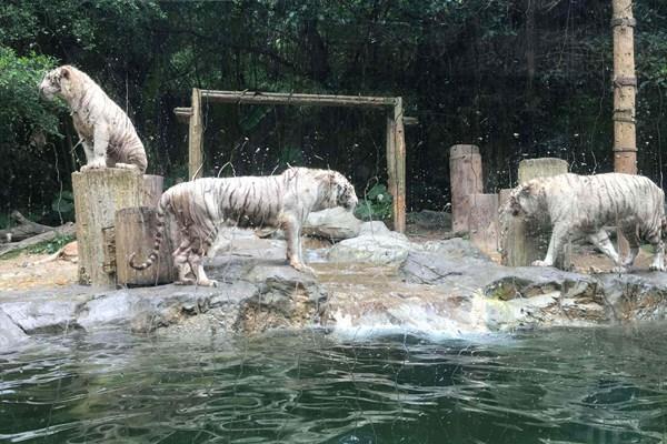 中國最窮的動物園是哪家?雖被譽為最窮卻最值得去