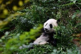 成都景点免费开放日怎样预约 有哪些景点