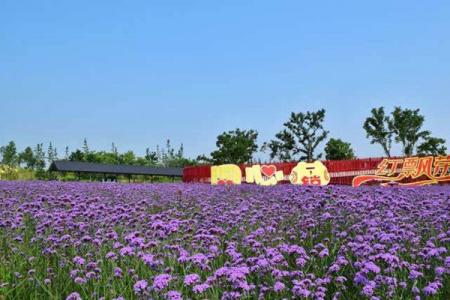 绍兴杭州湾海上花田门票价格-门票价格-景点信息
