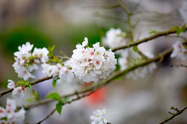 冬天去哪赏花 冬天哪里可以看樱花