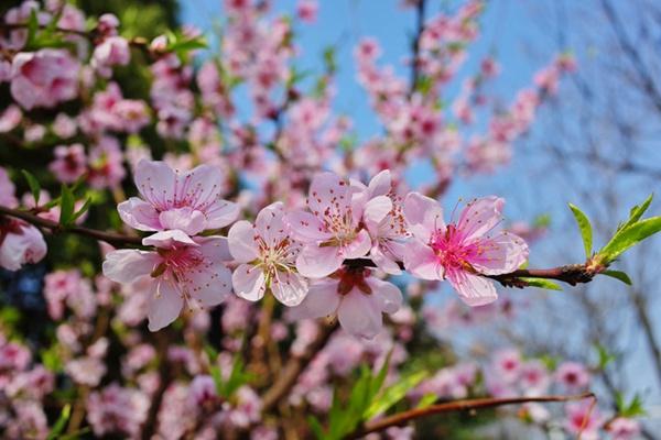 冬天去哪赏花 冬天哪里可以看樱花