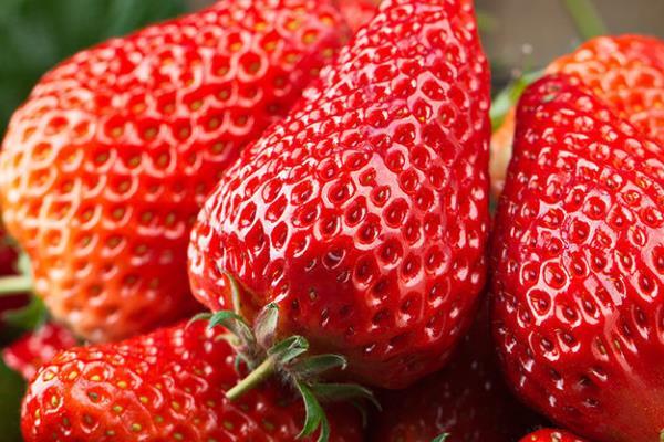 常州哪里有摘草莓的地方 采摘价格