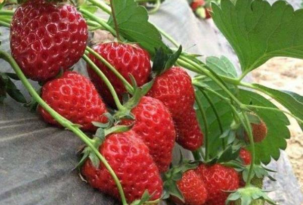 常州哪里有摘草莓的地方 采摘价格