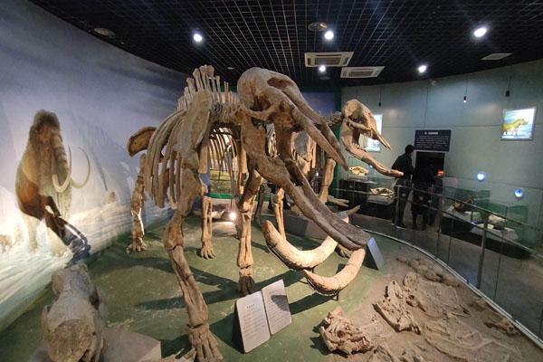 2022河南自然博物馆预约时间及预约方式