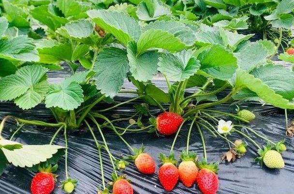 福州哪里有摘草莓的地方 去摘草莓多少钱一斤