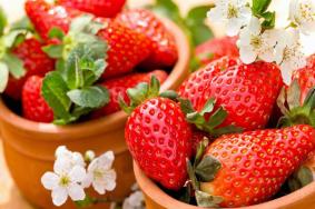 福州哪里采摘草莓