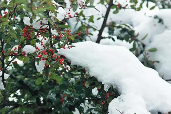 12月25日起云山国家森林公园受低温雨雪天气影响暂时闭园