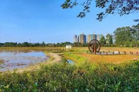 因疫情原因12月24日起东莞暂时关停华阳湖国家湿地公园景区
