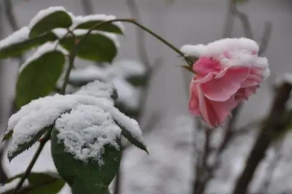 成都下雪了嗎2021年12月 成都冬天哪里好玩