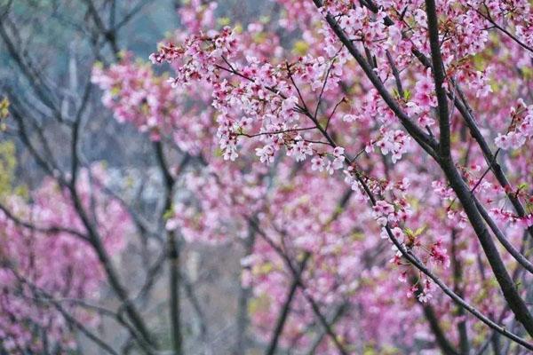 2021湖南省植物园最新临时闭园通知