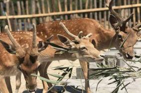 2022竹海野生动物园春节免票规则