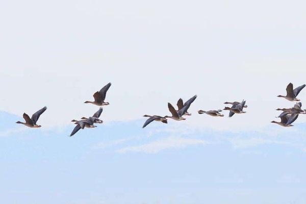 福州塔礁洲湿地公园观鸟最佳时间-攻略