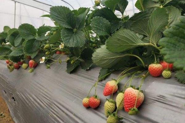 2022上海宝山草莓采摘地点推荐