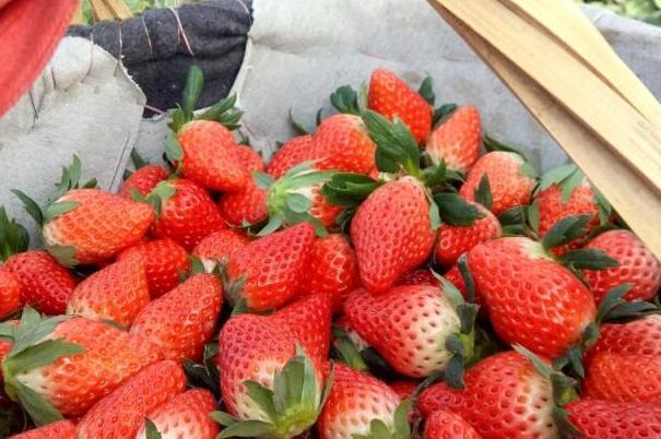 2022上海宝山草莓采摘地点推荐