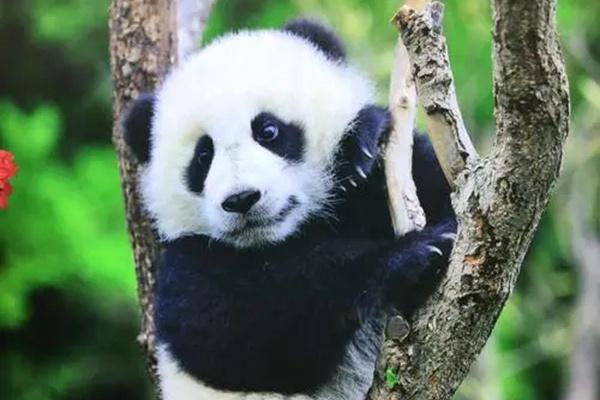 成都大熊猫繁育研究基地扩建区门票多少钱?什么时候开售?这份游玩攻略请收好