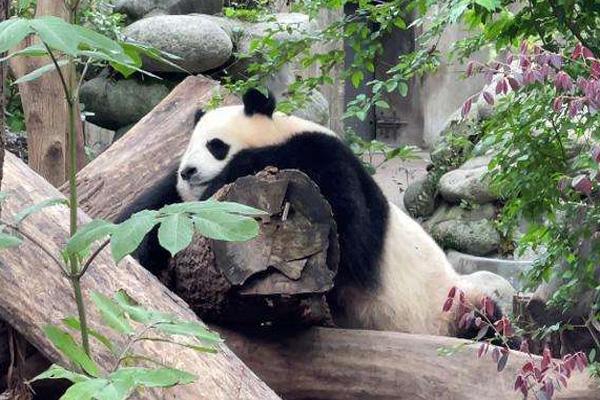 2022成都大熊猫基地门票需要预约吗-开放时间