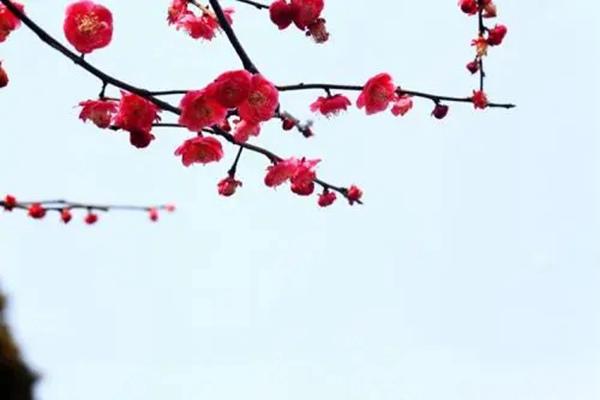 2022年武漢元旦在東湖有什么活動 快來一起賞梅啊