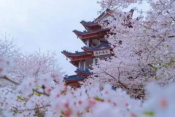 2022年元旦武汉东湖梅园的梅花开了吗