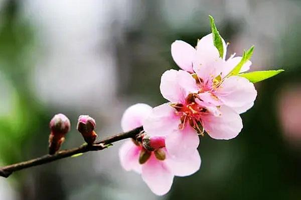 2022年在武汉哪里可以欣赏到梅花
这十大赏梅胜地请收好