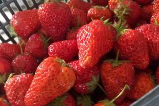 长沙摘草莓的地方在哪 哪里摘草莓最好玩
