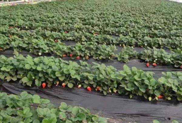 2022青岛哪里有草莓采摘园 草莓采摘地推荐
